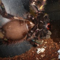 deff a fem p.ornata?