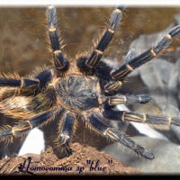 Homoeomma sp "blue"