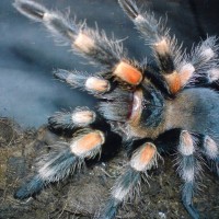 B.smithi