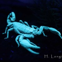 my h. longimatus under a UV light
