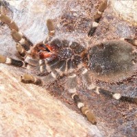 A. brocklehursti (pre-molt)