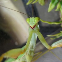 African Mantis