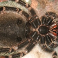 Lasiodora klugi - Female?