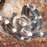 A. brocklehursti (post-molt)