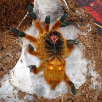 P. murinus L7