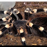 Acanthoscurria geniculata