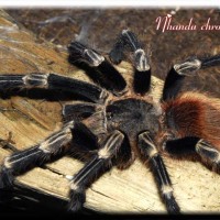 Mature male N chromatus