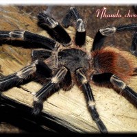 Mature male N chromatus