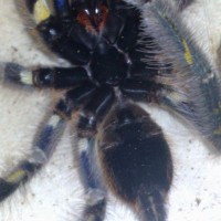 Poecilotheria rufilata