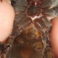 B albopilosum