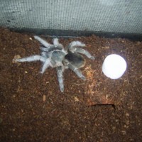 A.  Seemanni