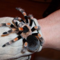 B. smithi sub-adult male