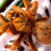 p.murinus