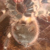 a.geniculata...sex this please..thanks