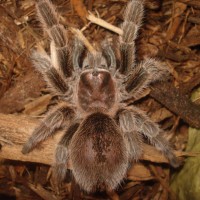 Grammostola rosea