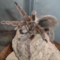 Pandora (Grammostola rosea)