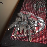 Avicularia Avicularia