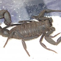 Androctonus mauretanicus