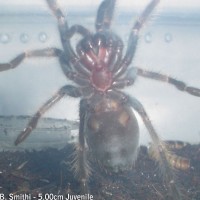 B. Smithi