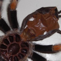 B.smithi pic3