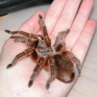 Grammostola Rosea