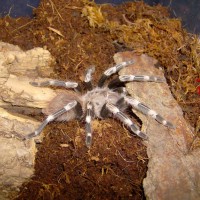 SPYDER