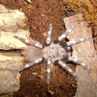 SPYDER