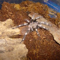 SPYDER