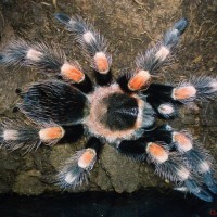 My B.smithi after molt
