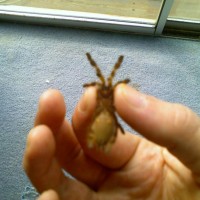 P. regalis sling handling