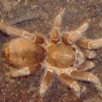 Can anyone id this tarantula