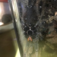 Wanting to know the sex of my avicularia
