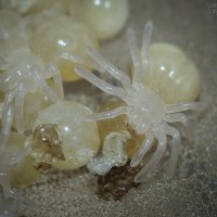 First Meal - Avicularia avicularia