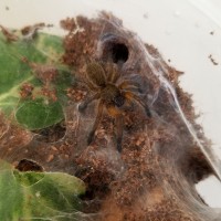 Harpactira pulchripes sling