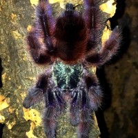 C. versicolor