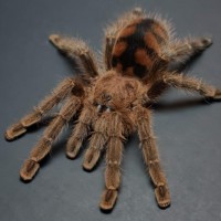 Avicularia minatrix