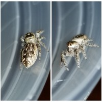 Salticidae ID?