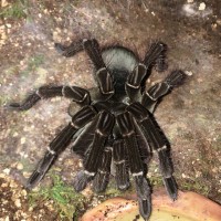 T. stirmi