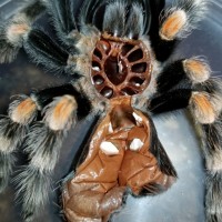 Brachypelma hamorii