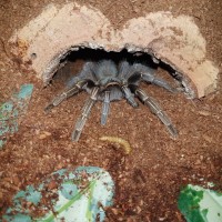 Aphonopelma seemanni