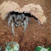 Aphonopelma seemanni