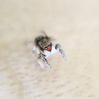 Tiny Red Faced Jumper