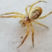 Teeny Tiny Male Sixspotted Orb Weaver
