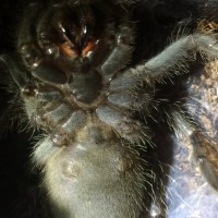 Lasiodora parahybana