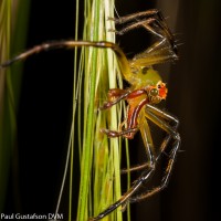 Magnolia Green Jumper, male - Lyssomanes viridis