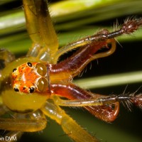 Magnolia Green Jumper, male - Lyssomanes viridis