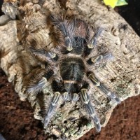 G. pulchripes