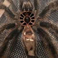 Avicularia Molt