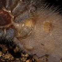 Pterinopelma sazimai