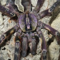 Poecilotheria ornata, subadult female